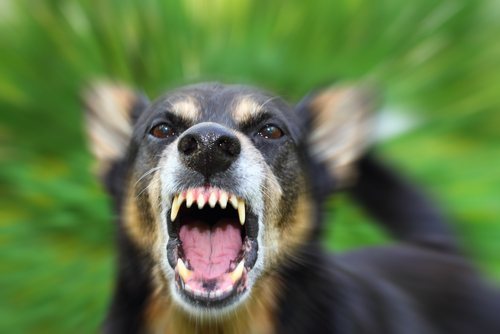 angry dog growling